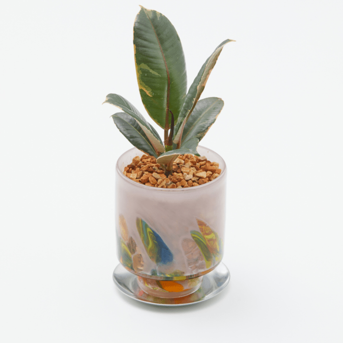 well plants ゼオライト フィカス･ルビー ステップラベンダー(穴あき鉢／受皿付き)