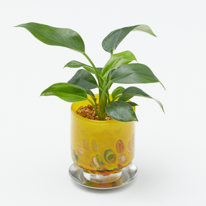 well plants ゼオライト フィロデンドロン ステップイエロー(穴あき鉢／受皿付き)