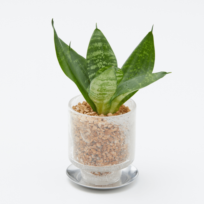 well plants ゼオライト サンセベリア ステップクリアホワイト(穴あき鉢／受皿付き)