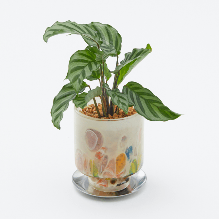 well plants ゼオライト カラテア ステップクリーム(穴あき鉢／受皿付き)