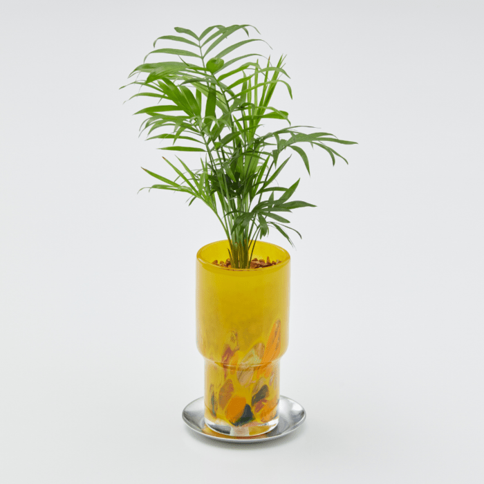 well plants ゼオライト テーブルヤシ ステップロングイエロー(穴あき鉢／受皿付き)