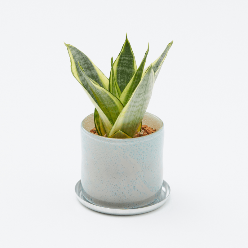 well plants ゼオライト サンセベリア ナローミストホワイト(穴あき鉢／受皿付き)