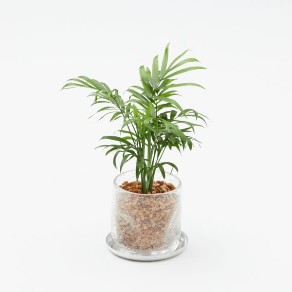 well plants ゼオライト テーブルヤシ ナロークリアー(穴あき鉢／受皿