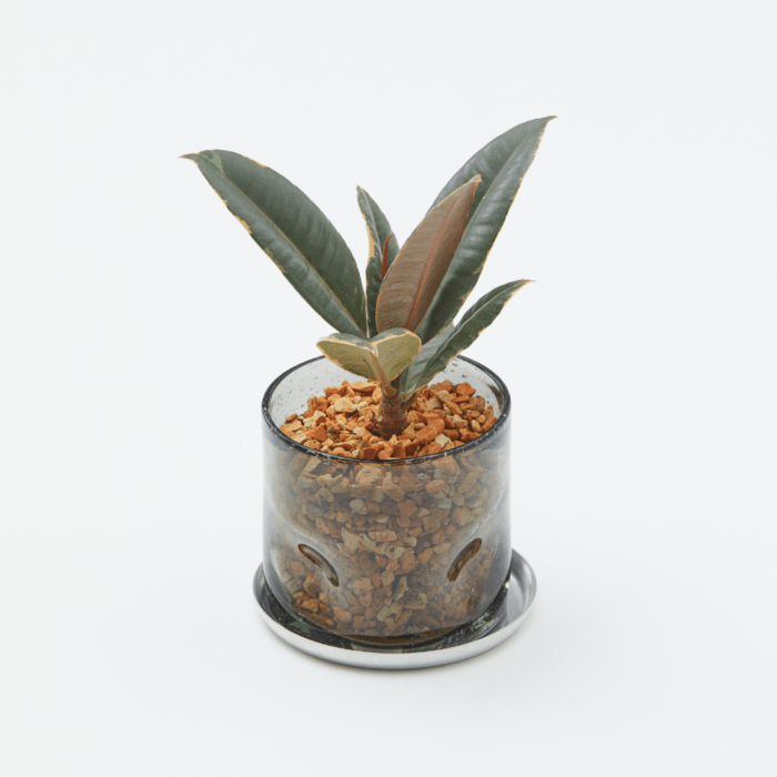 花・観葉植物,well plants | welzo STORE