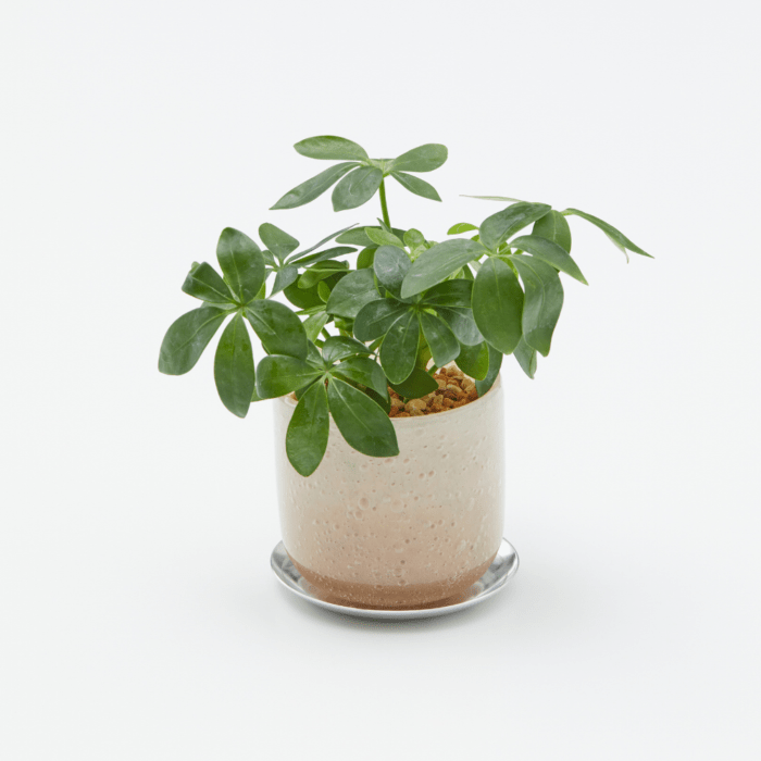 well plants ゼオライト シェフレラ ガラスアールピーチ(穴あき鉢／受皿付き)