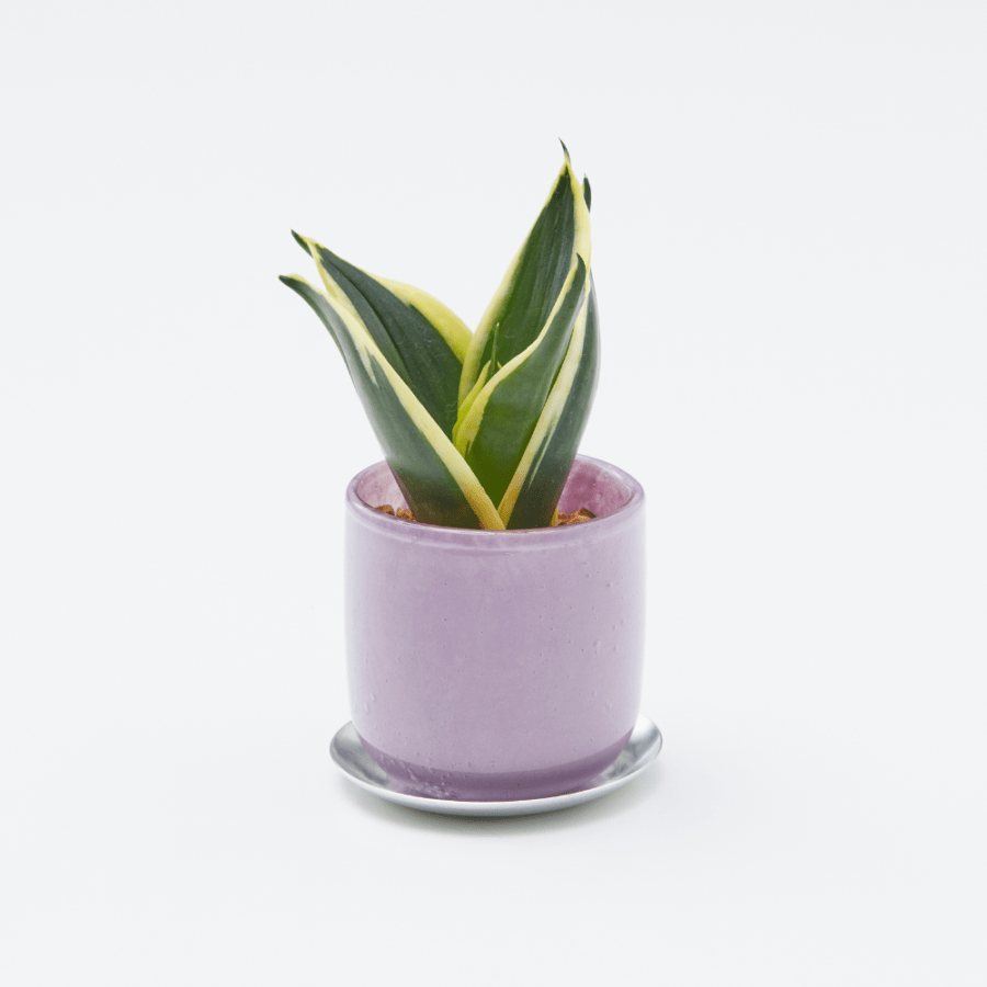 well plants ゼオライト サンスベリア ガラスアールパープル(穴あき鉢／受皿付き)