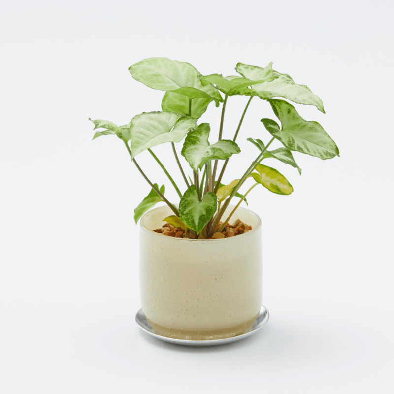 well plants ゼオライト シンゴニウム ガラスアールイエロー(穴あき鉢／受皿付き)