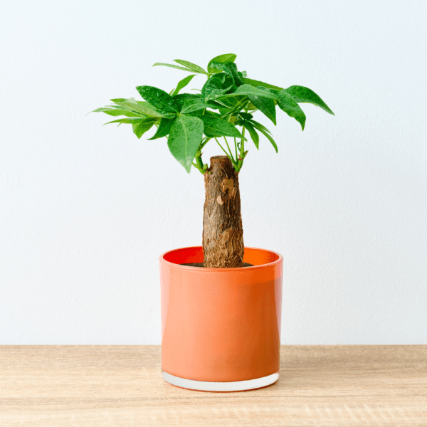 well plants フィロデンドロン ノワールカップ