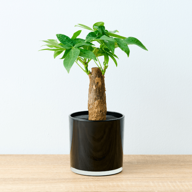 well plants パキラ ノワールカップ