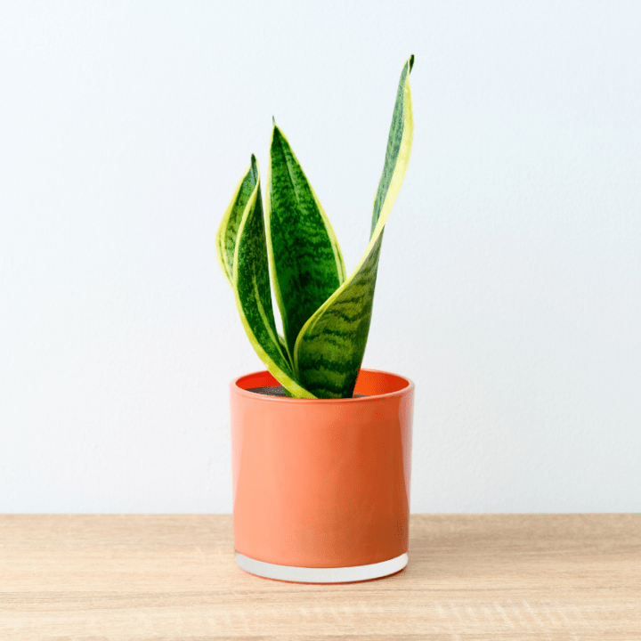 well plants サンセベリア アプリコットカップ