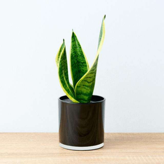 well plants サンセベリア ノワールカップ