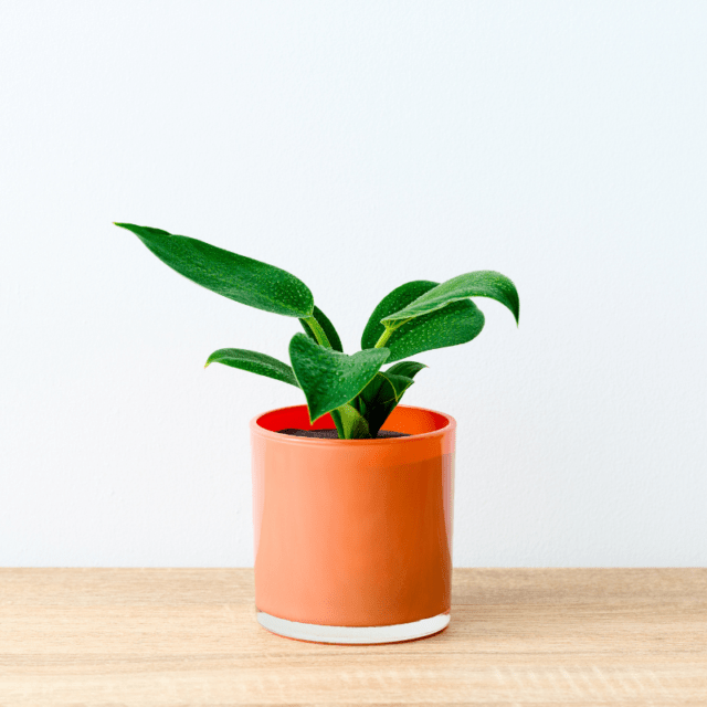 well plants フィロデンドロン ノワールカップ