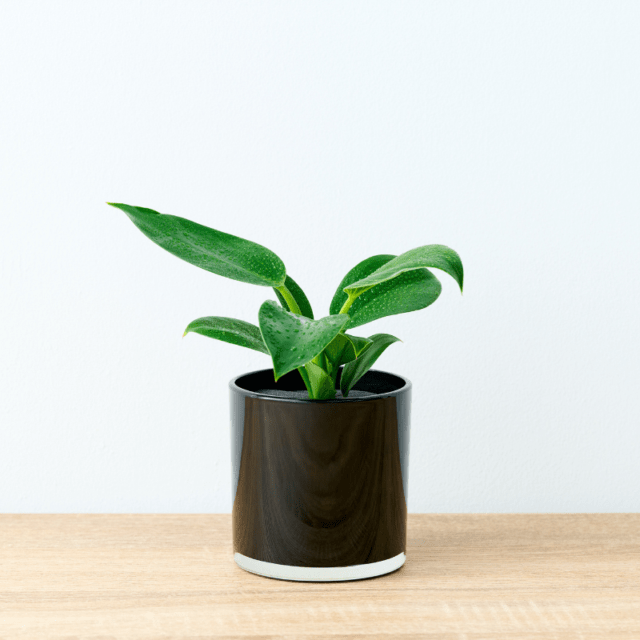 well plants フィロデンドロン ノワールカップ