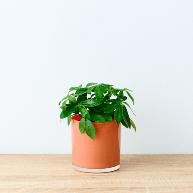 well plants フィロデンドロン ノワールカップ