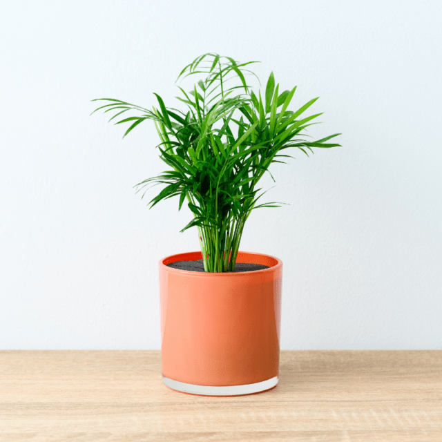 well plants フィロデンドロン ノワールカップ