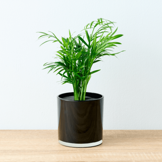 well plants フィロデンドロン ノワールカップ