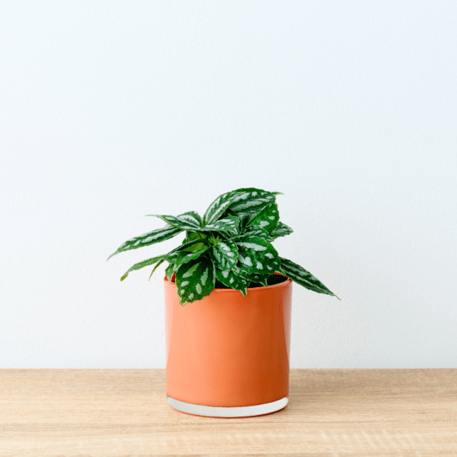 well plants ピレア アプリコットカップ