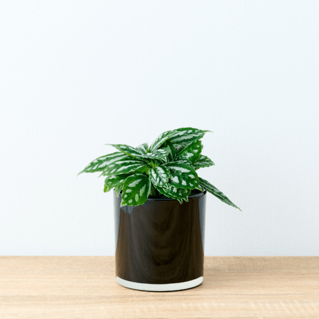 well plants ピレア ノワールカップ