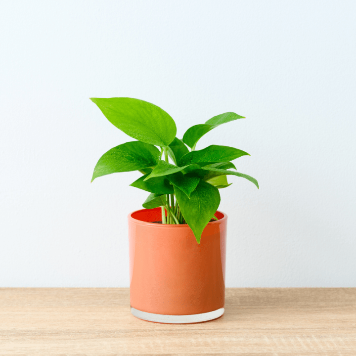 well plants ポトス アプリコットカップ