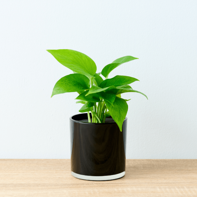 well plants ポトス ノワールカップ