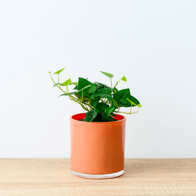 well plants フィロデンドロン ノワールカップ