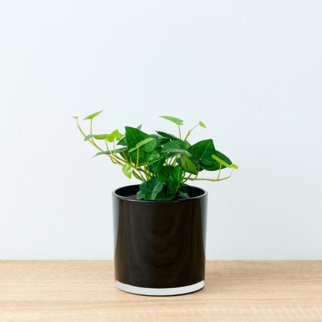 well plants フィロデンドロン ノワールカップ