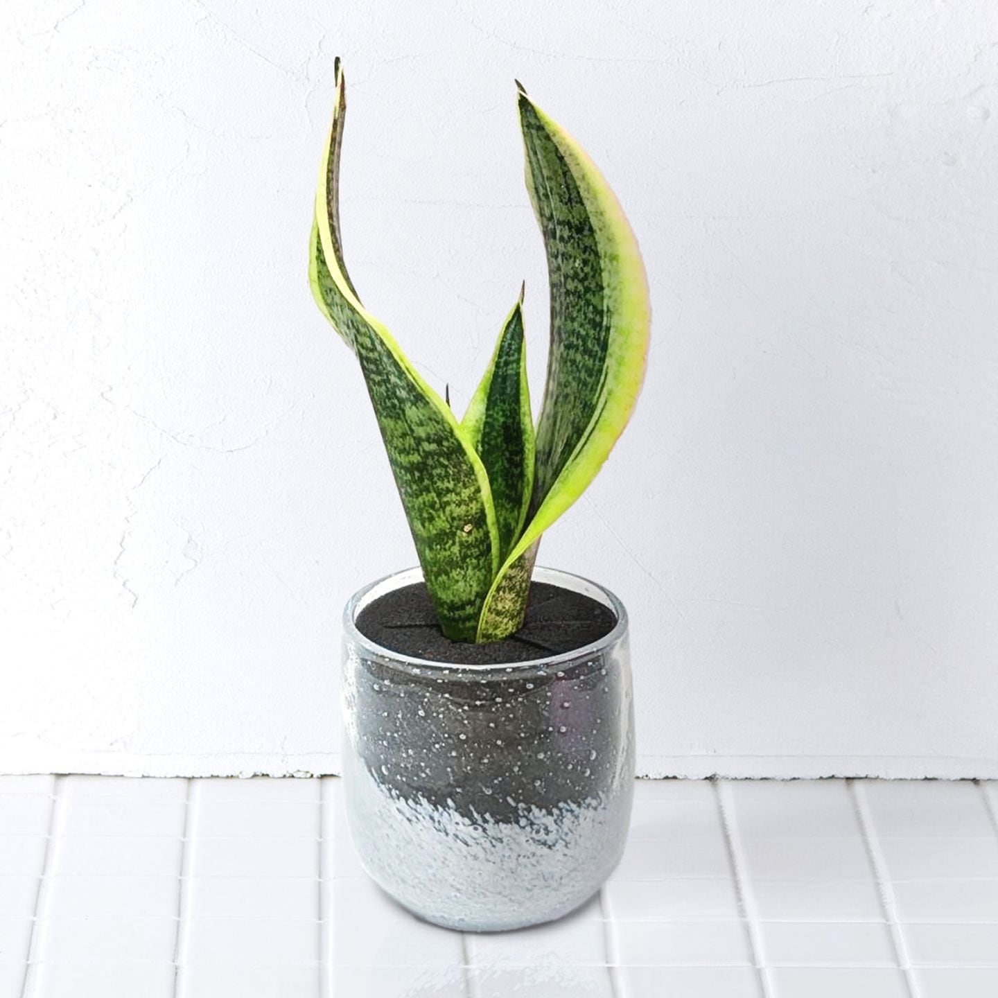 well plants サンセベリアクリアホワイト穴なし