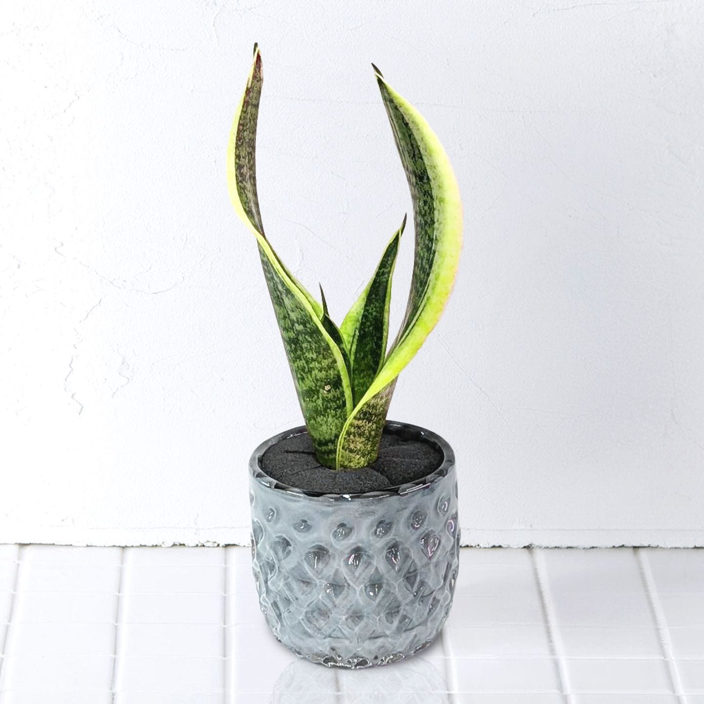 well plants サンセベリアクリスタルグレイ穴なし