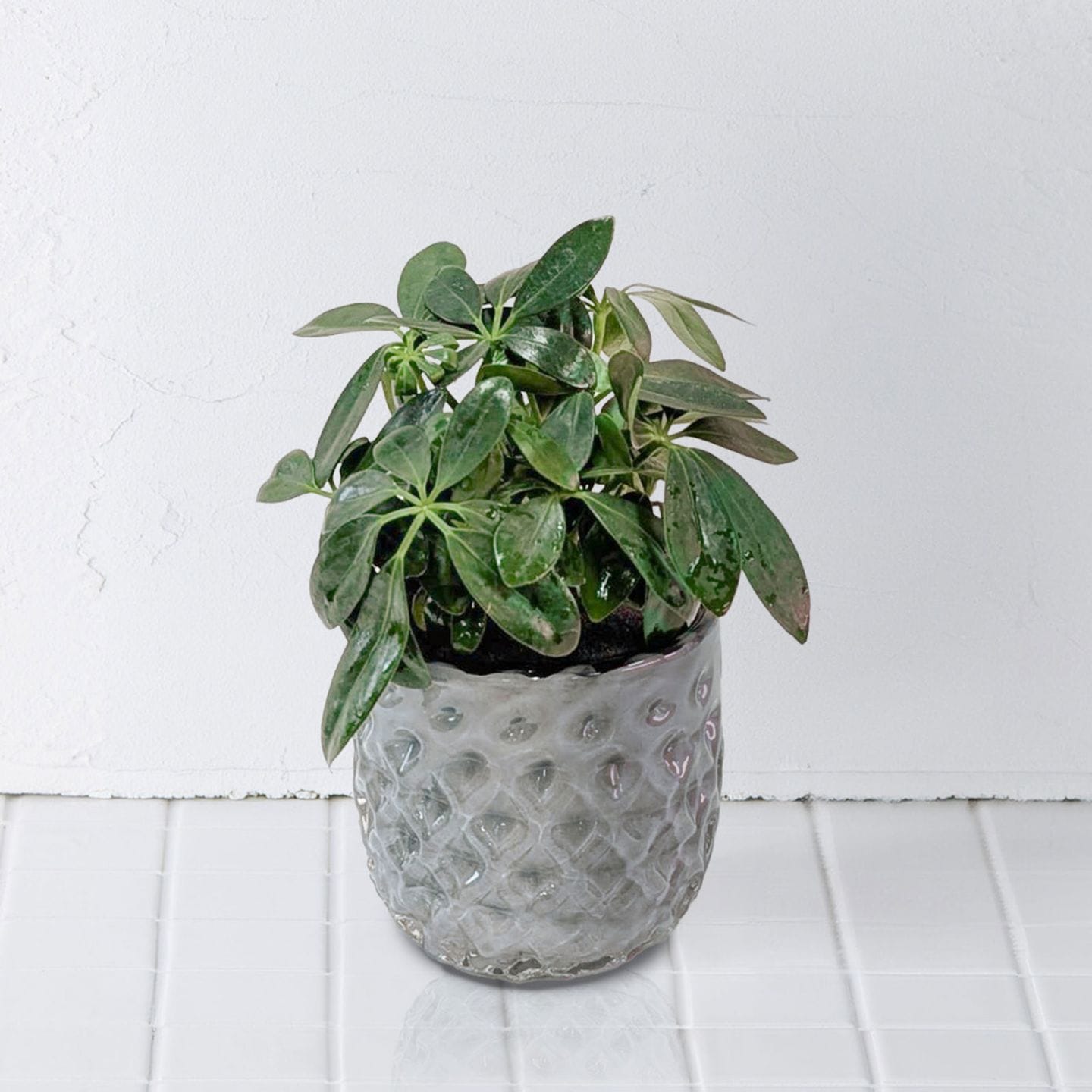 well plants シェフレラクリスタルグレイ穴なし