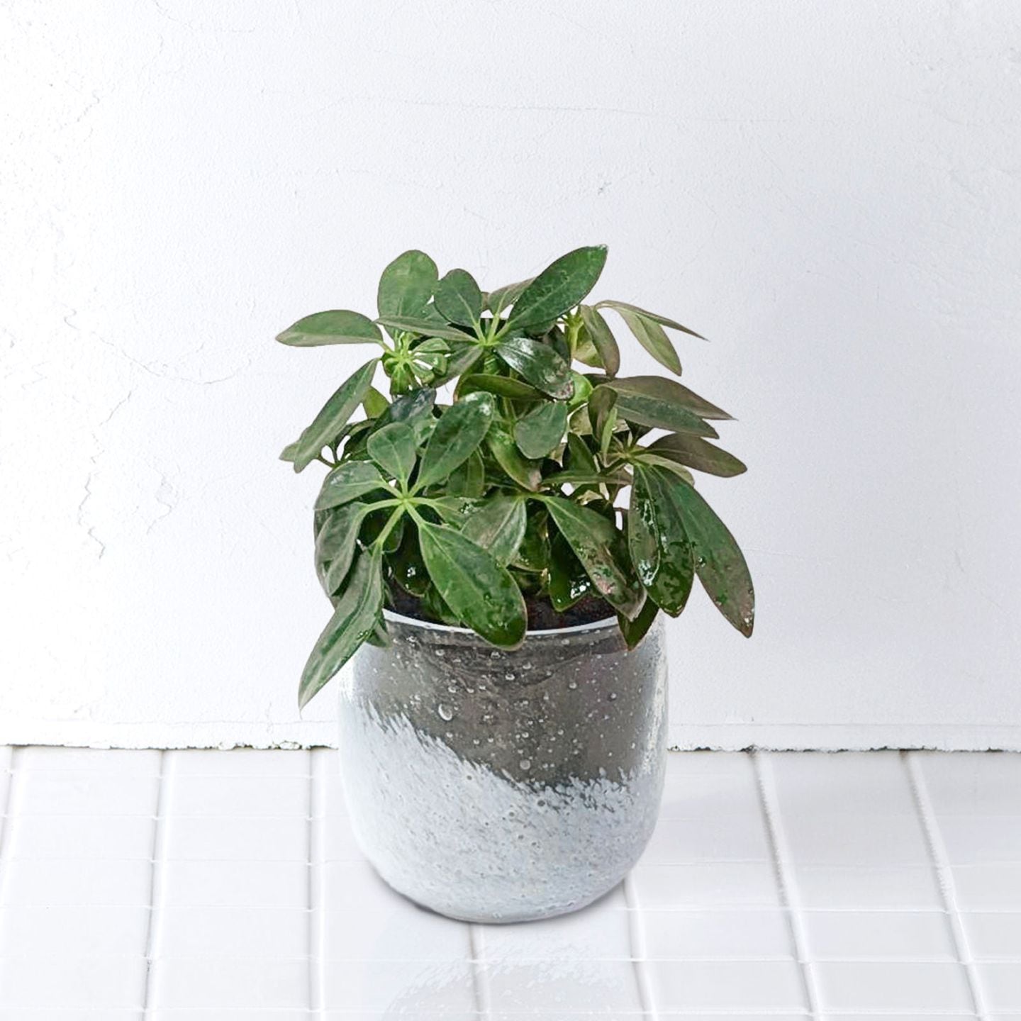 well plants シェフレラクリアホワイト穴なし