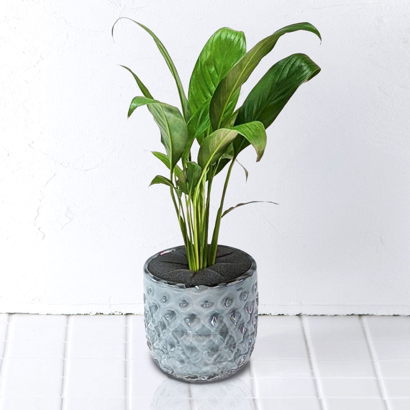 well plants スパティフィラムクリスタルグレイ穴なし
