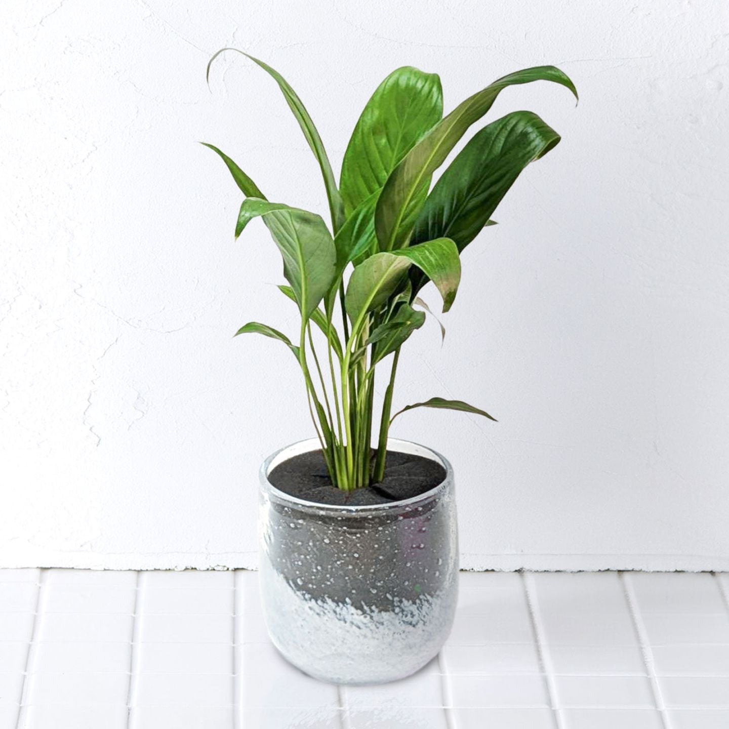 well plants スパティフィラムクリアホワイト穴なし