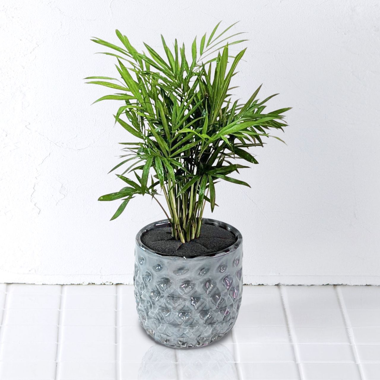 well plants テーブルヤシクリスタルグレイ穴なし