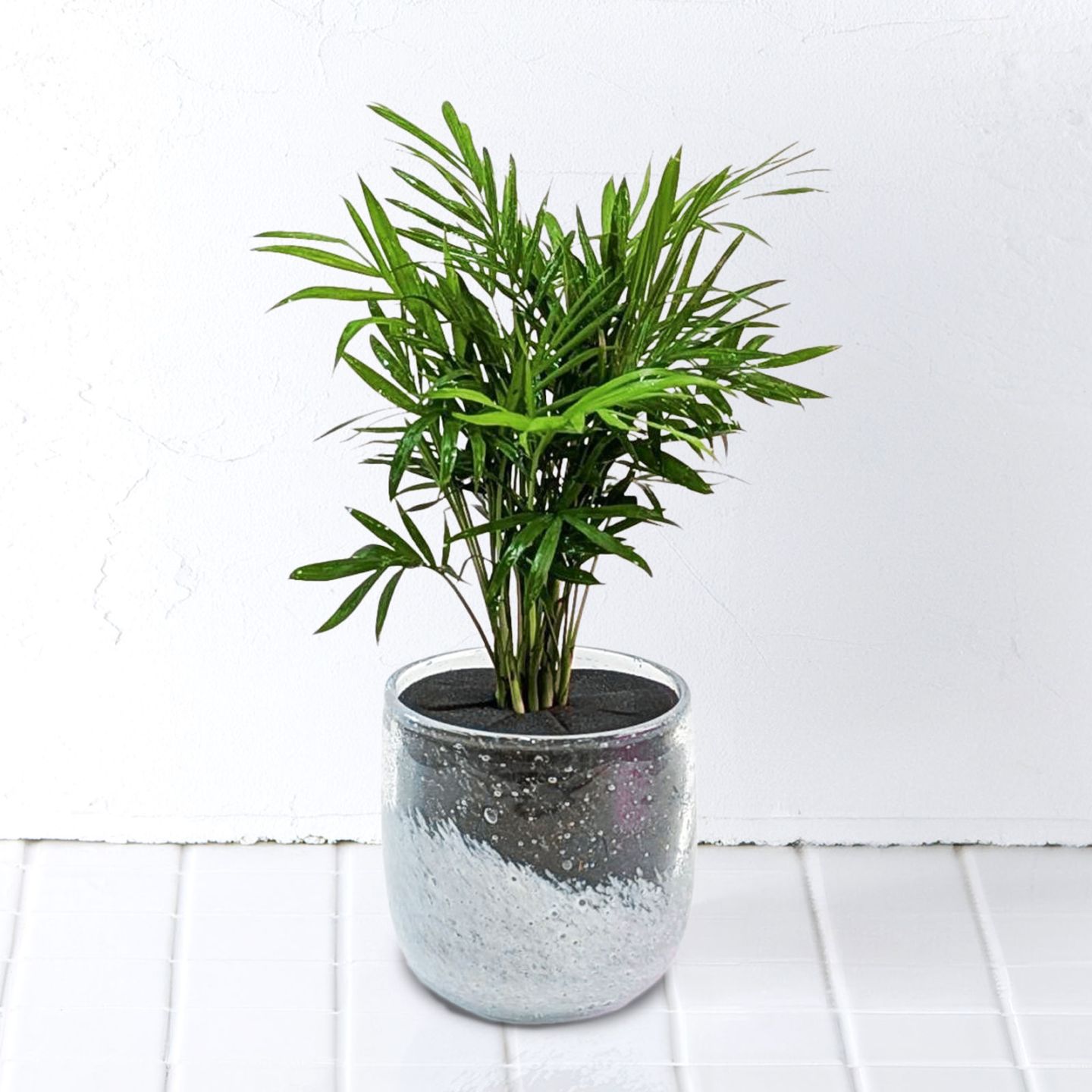 well plants テーブルヤシクリアホワイト穴なし