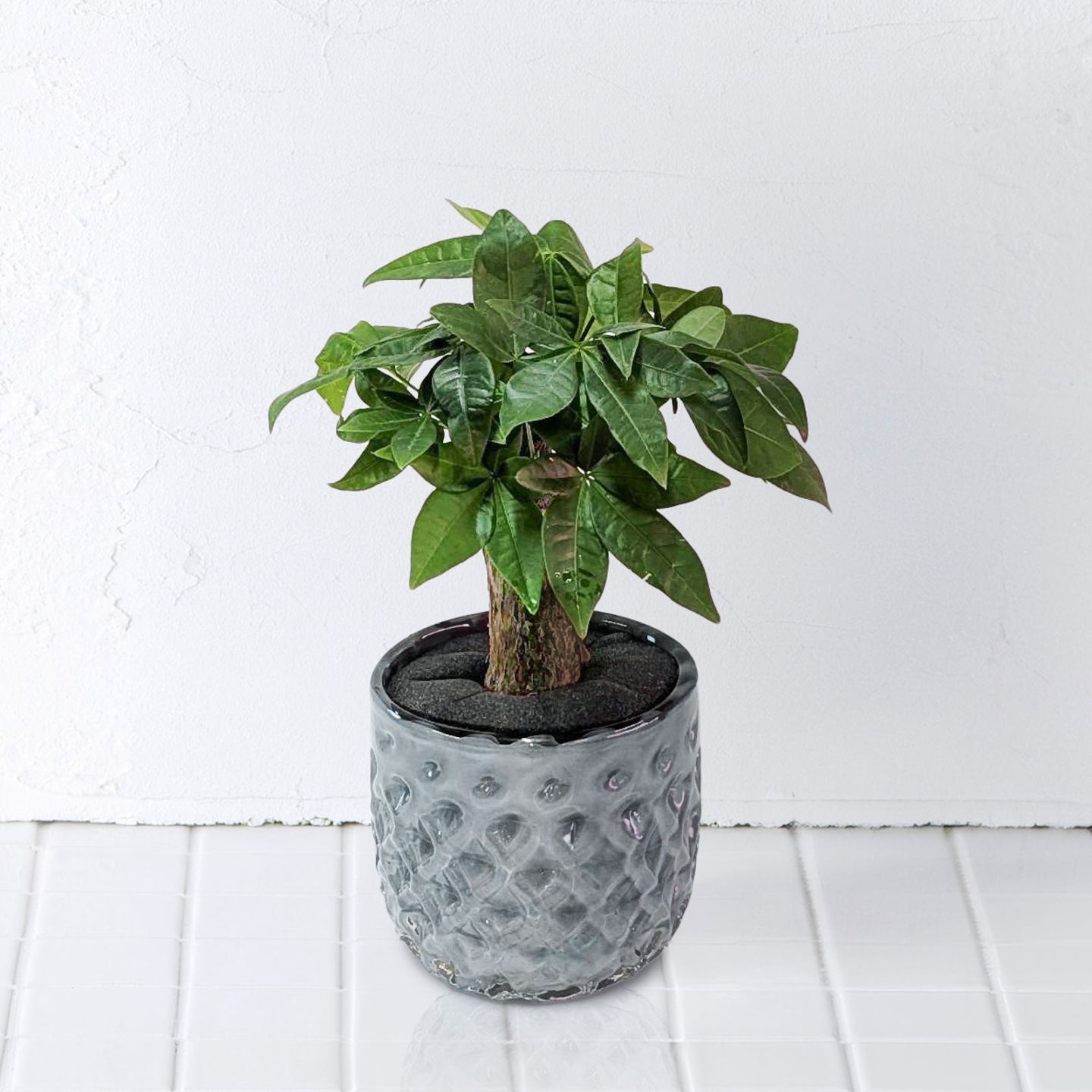 well plants パキラクリスタルグレイ穴なし