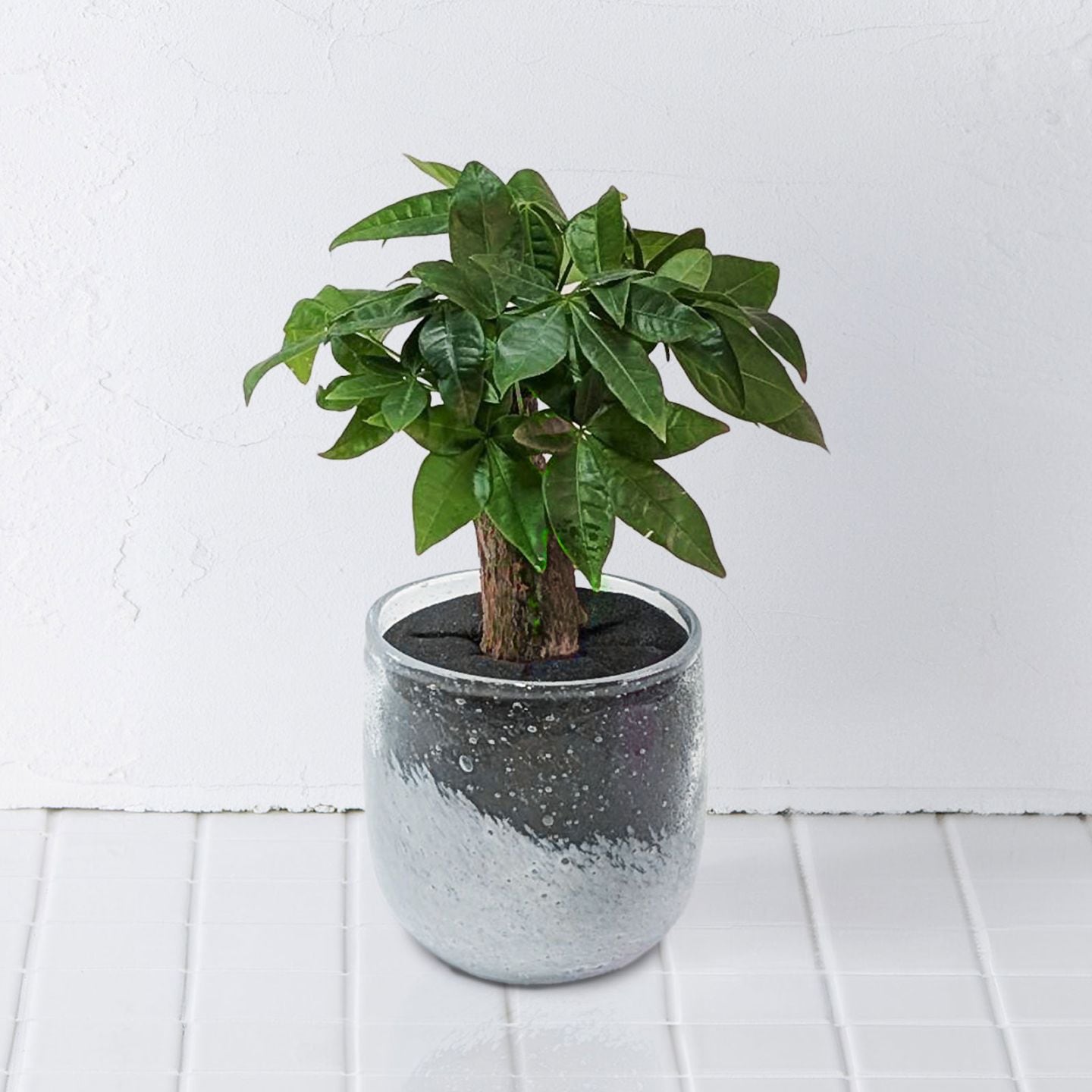 well plants パキラクリアホワイト穴なし
