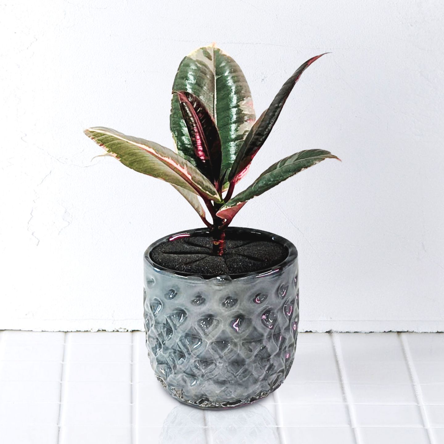 well plants フィカスルビークリスタルグレイ穴なし