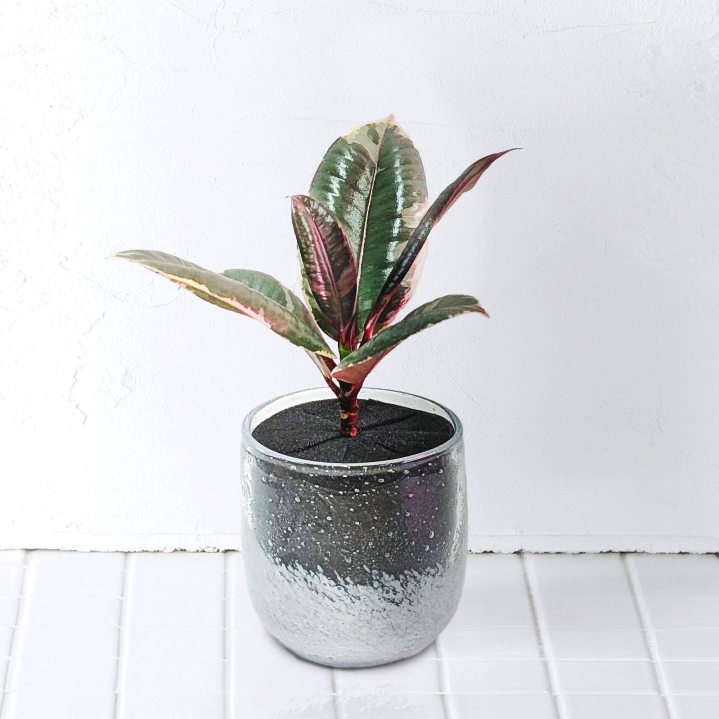 well plants フィカスルビークリアホワイト穴なし