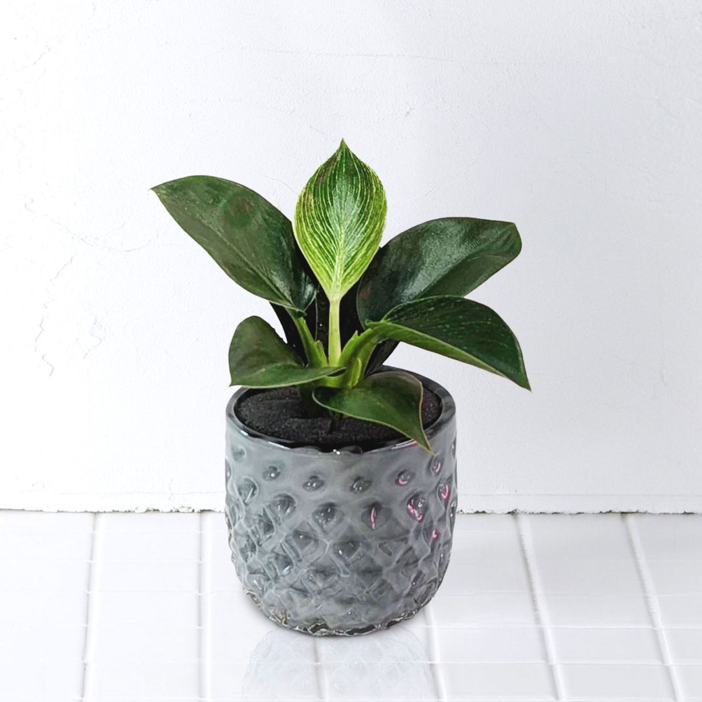 well plants フィロデンドロンクリスタルグレイ穴なし