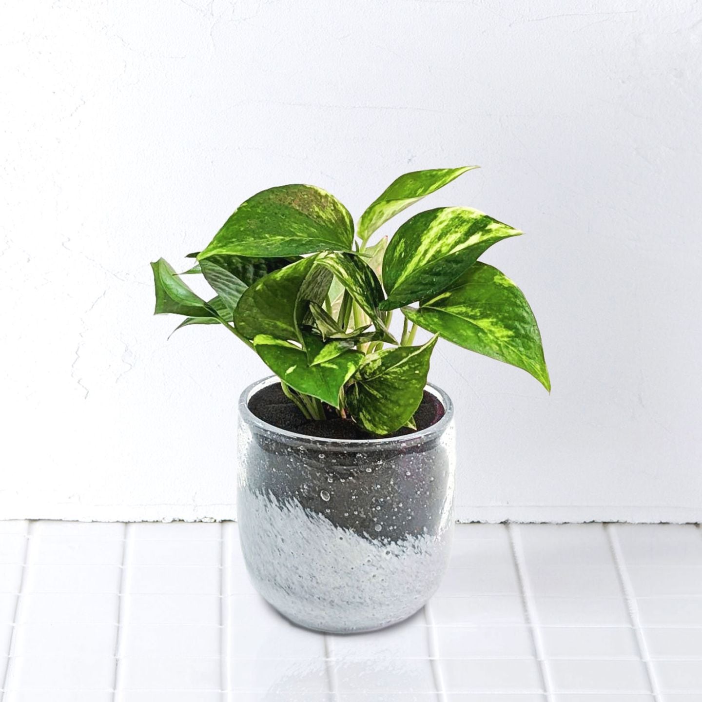 well plants ポトスクリアホワイト穴なし
