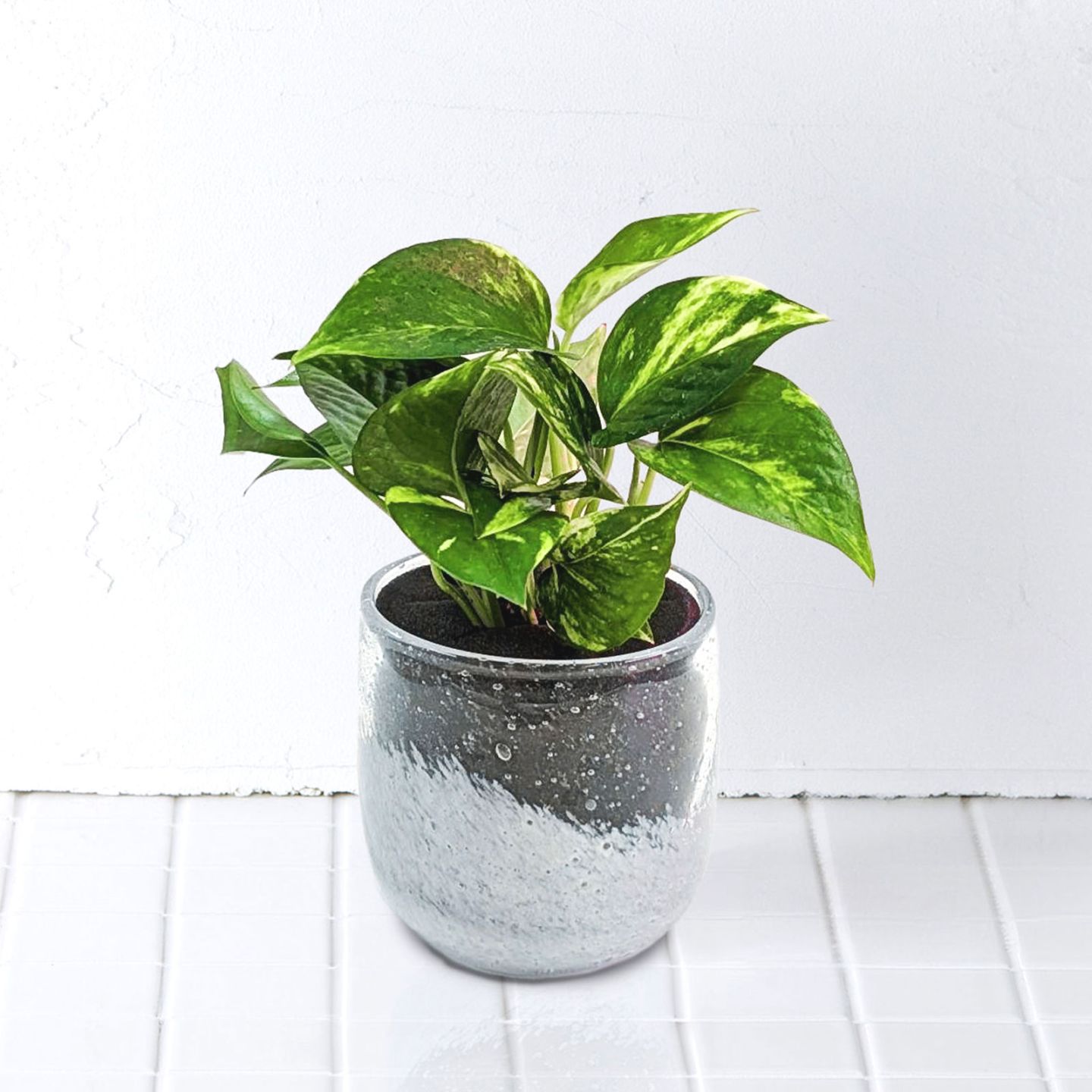well plants フィロデンドロンクリアホワイト穴なし