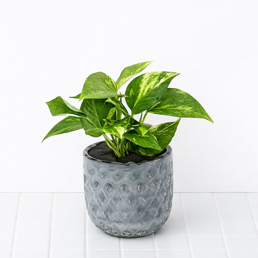 well plants ポトスクリスタルグレイ穴なし