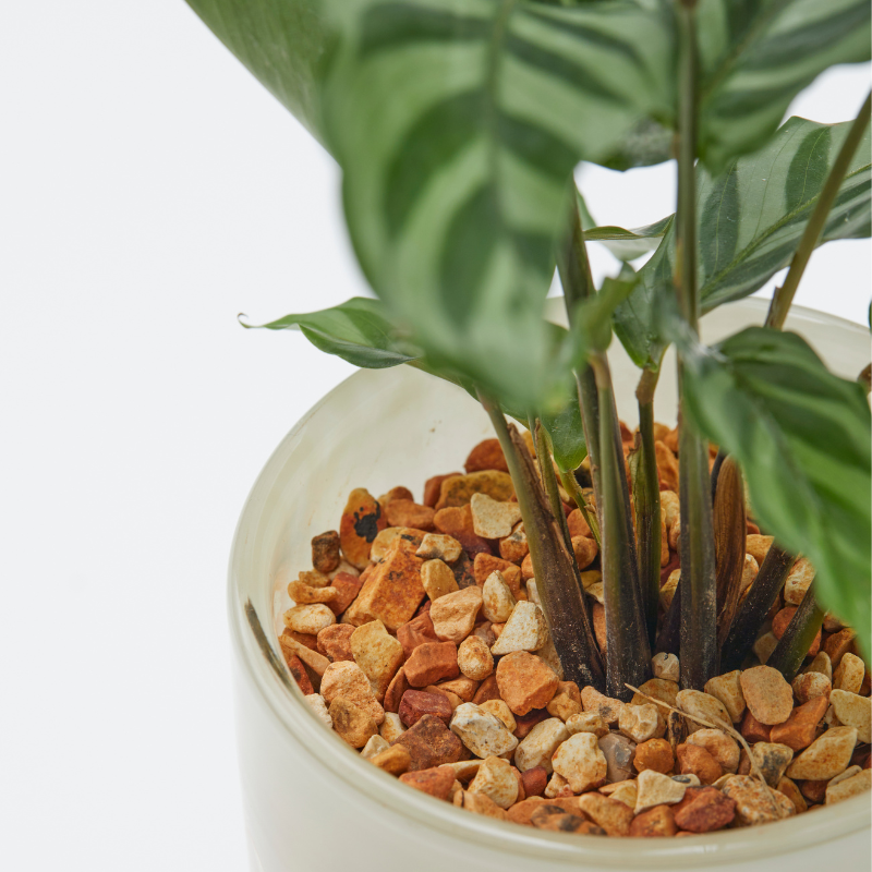 well plants ゼオライト カラテア ステップクリーム(穴あき鉢／受皿付き)