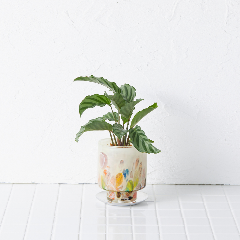 well plants ゼオライト カラテア ステップクリーム(穴あき鉢／受皿付き)