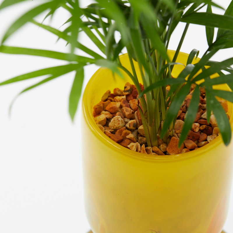 well plants ゼオライト テーブルヤシ ステップロングイエロー(穴あき鉢／受皿付き)