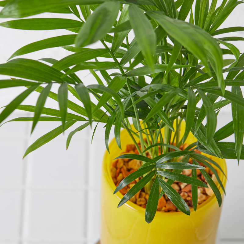 well plants ゼオライト テーブルヤシ ステップロングイエロー(穴あき鉢／受皿付き)