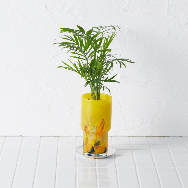 well plants ゼオライト テーブルヤシ ステップロングイエロー(穴あき鉢／受皿付き)