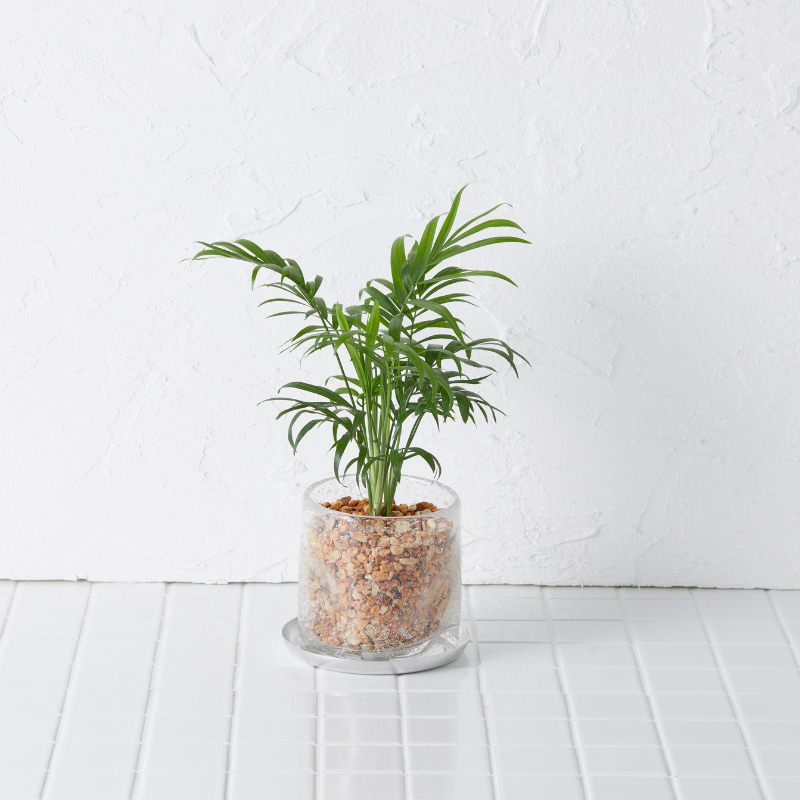 well plants ゼオライト テーブルヤシ ナロークリアー(穴あき鉢／受皿付き)