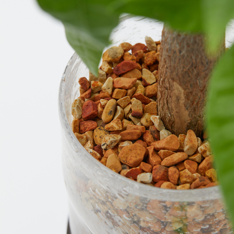 well plants ゼオライト パキラ ナロークリアホワイト(穴あき鉢／受皿付き)