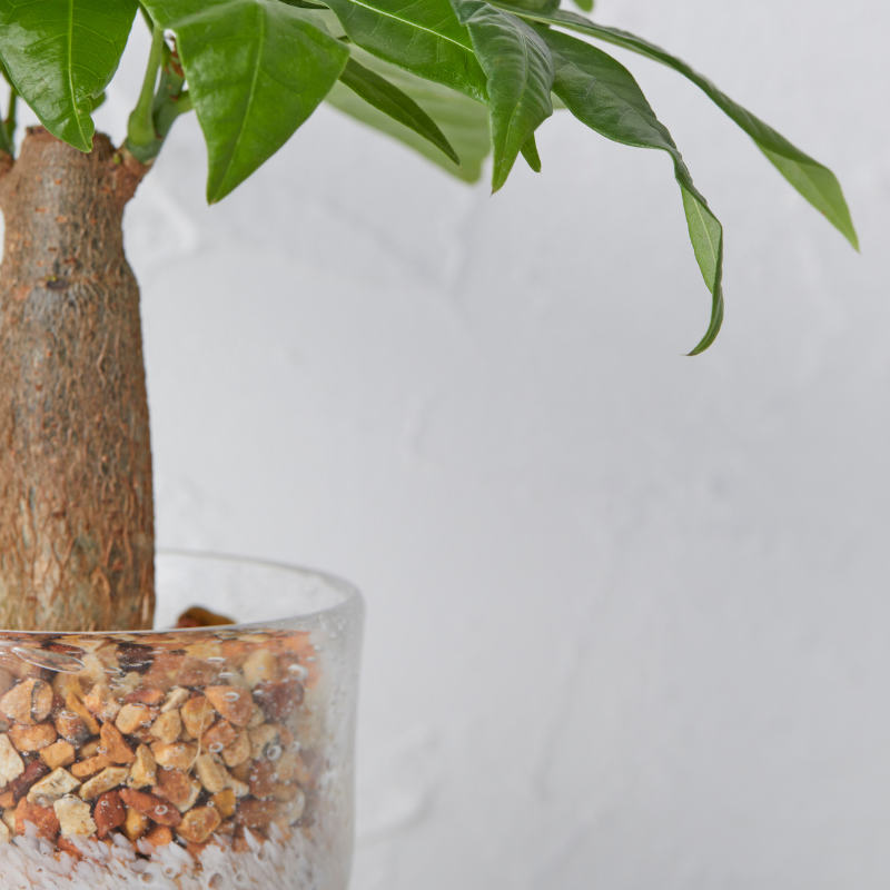 well plants ゼオライト パキラ ナロークリアホワイト(穴あき鉢／受皿付き)